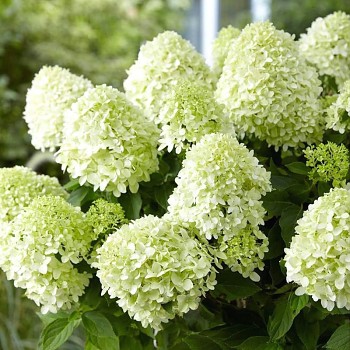 HORTENZIE LATNATÁ ´LITTLE SPOOKY®´ kont. 1,4L