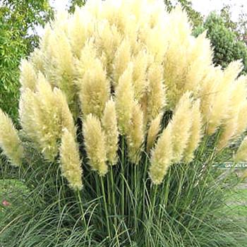 PAMPOVÁ TRÁVA ´SUNNINGDALE SILVER´ kont. 4L