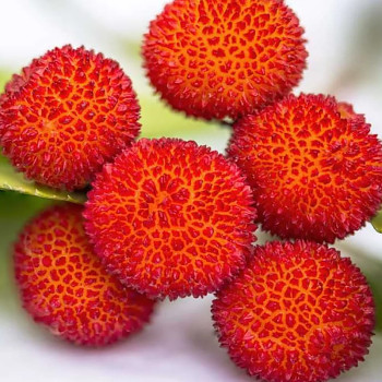 JAHODOVÝ STROM - LIČI ´PEACE & LOVE´ kont. 2L