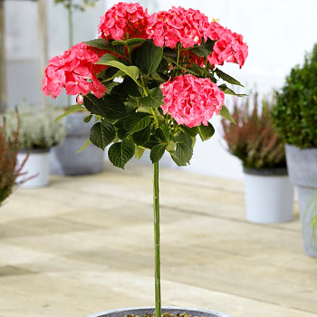 HORTENZIE ´RED´® kmínek 50 cm kont. 3L