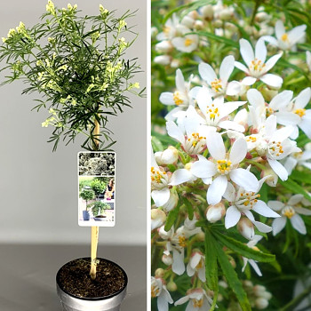 CHOÍSIE ´WHITE DAZZLER´