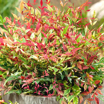 NANDINA DOMACÍ ´RED LIGHT´ kont. 2L	