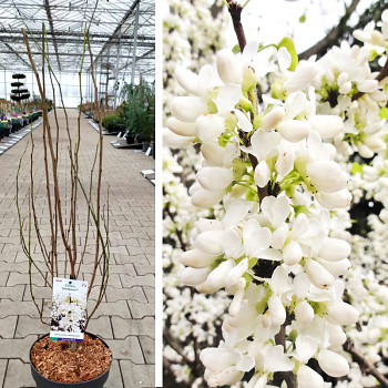 ZMARLIKA ČÍNSKÁ ´SHIROBANA´ kont. 4L