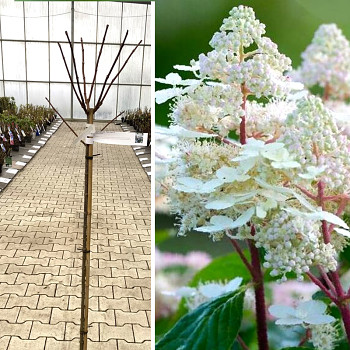 HORTENZIE ´EARLY HARRY ®´ kmínek 90cm kont. 5L