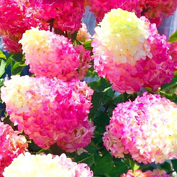 HORTENZIE ´FRAISE MELBA®´ kont. 3L