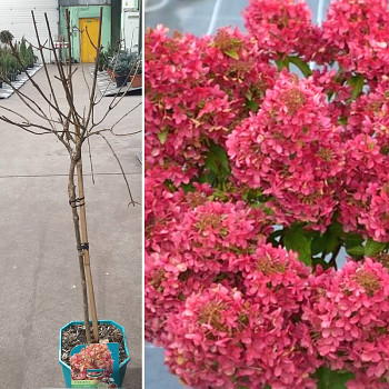 HORTENZIE LATNATÁ ´PETITE CHERRY®´ kmínek 60cm kont. 5L