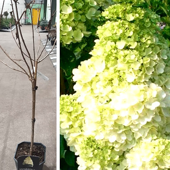 HORTENZIE LATNATÁ ´POLAR BEAR´® kmínek 60cm kont. 5L
