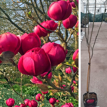 MAGNÓLIE BLACK TULIP® na kmínku 120cm kont. 4,5L