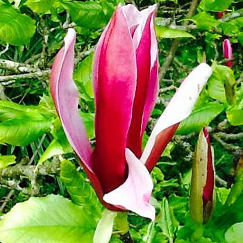 MAGNÓLIE ´RICKI´ kont. 5L