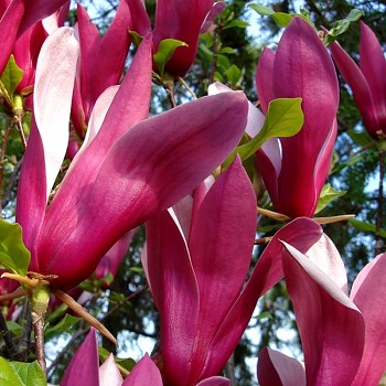 MAGNÓLIE ´SUSAN´  kont. 2,5L