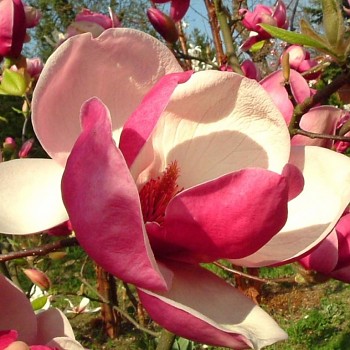 MAGNÓLIE ´RUSTICA RUBRA´ kont. 5L