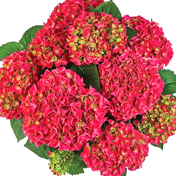 HORTENZIE ´BALADIA HOT PINK®´ kont. 4L