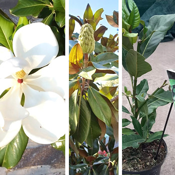 MAGNÓLIE VELKOKVĚTÁ kont. 2L