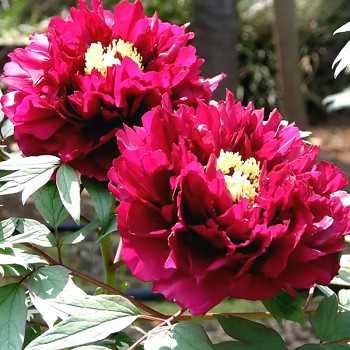 PIVOŇKA DŘEVITÁ ´MO RUN JUE LUN´