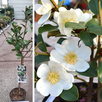 MAGNOLIE ´GAIL´S FAVOURITE®´ kmínek 50 kont. 3L