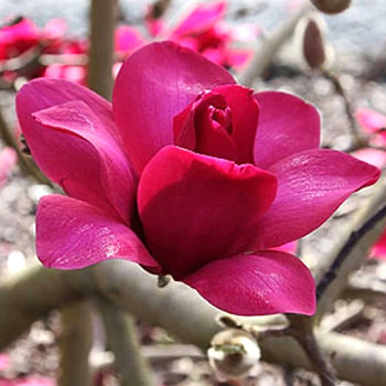 MAGNÓLIE ´PINK PYRAMIDE®´ kont. 3L