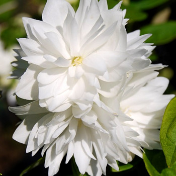 PUSTORYL ´BOUQUET BLANC´ kont. 2,5L 