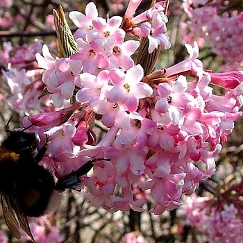 KALINA RŮŽOVÁ ´DAWN´ kont. 2,5L 