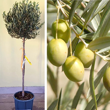 OLIVOVNÍK EVROPSKÝ - kmínek 60cm kont. 5L