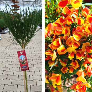 ČILIMNÍK ´ANDREANUS SPLENDENS´ kmínek 60cm kont. 5L