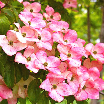 DŘÍN JAPONSKÝ ´SATOMI´ kont. 7L	