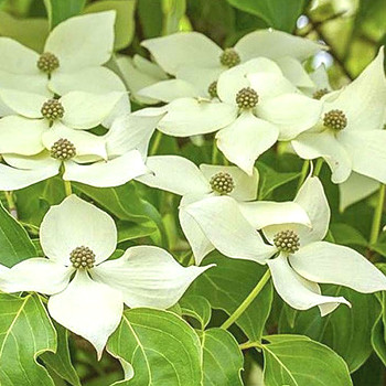 DŘÍN JAPONSKÝ ´ROBERT SELECT´ kont. 7L