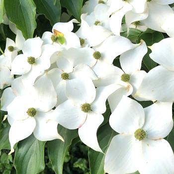 DŘÍN JAPONSKÝ ´MILKY WAY´ kont. 7L