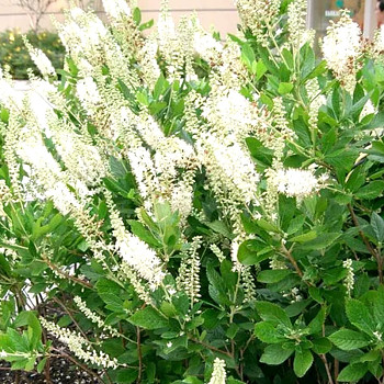 JOCHOVEC OLŠOLISTÝ ´VANILLA SPICE´ kont. 3L
