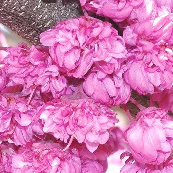 ZMARLIKA KANADSKÁ ´PINK POM POMS´ kont. 20L 175-200cm