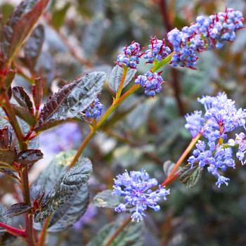LATNATEC ´TUXEDO´ (Americký šeřík)  kont. 2L