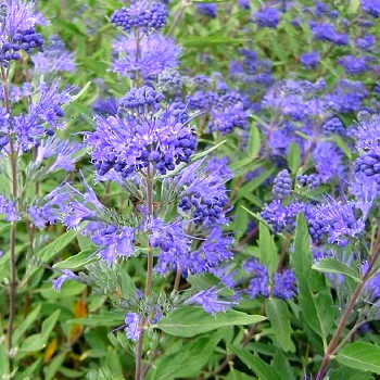 OŘECHOKŘÍDLEC ´HEAVENLY BLUE´  kont. 2,5L