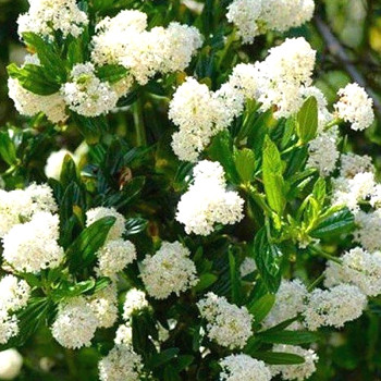 LATNATEC ´SNOW FLUERREY´ kont. 2L