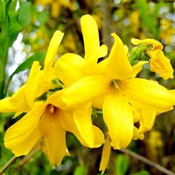 ZLATICE ´GOLDRAUSCH´ kont. 2,5L