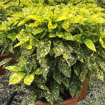 AUKUBA JAPONSKÁ ´CROTONIFOLIA´ kont. 15L