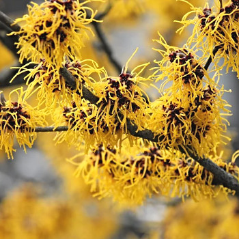 VILÍN´YAMINA´ kont. 2L