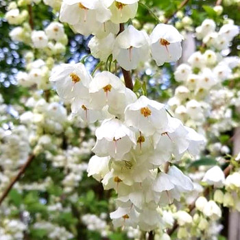 HALÉZIE KAROLÍNSKÁ kont. 4L