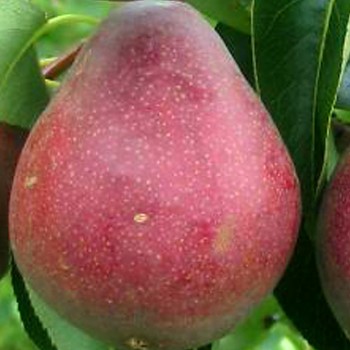 HRUŠEŇ WILLIAMSOVA ČERVENÁ - Podnož Hr. semenáč