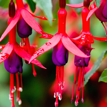 FUCHSIE ´MRS POPPLE´- mrazuvzdorná kont. 2L