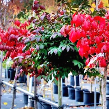 BRSLEN KŘÍDLATÝ ´COMPACTUS´ kmínek 100cm, kont. 5L