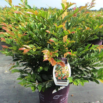 DISTYLIUM ´LINEBACKER´® kont. 3,5L