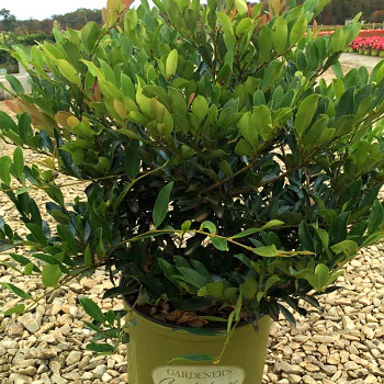 DISTYLIUM ´BLUE CASCADE´® kont. 3,5L