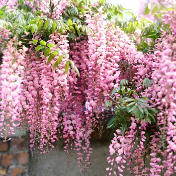 VISTÁRIE ´ROSEA´ kont. 2L