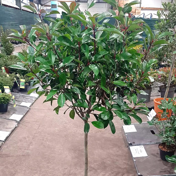 BLÝSKAVKA FRASEROVA ´RED ROBIN´ kmínek 40cm kont. 9L