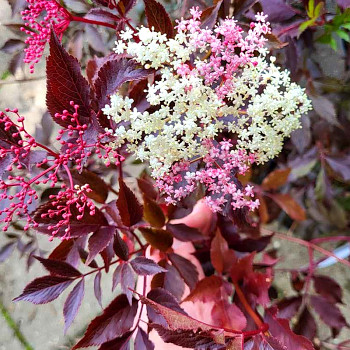 ČERNÝ BEZ ´THUNDERCLOUD´ kont. 3L