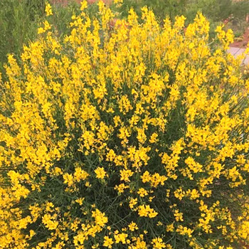 VÍTEČNÍK SÍTINOVITÝ