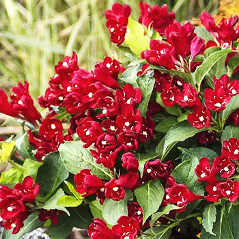 VAJGÉLIE KVĚTNATÁ ´CHERRY LOVE´ kont. 3,5L