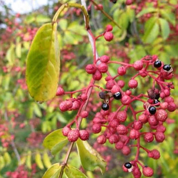 ŽLUTODŘEV ČÍNSKÝ ( Sečuánský pepř)  keř +100cm, kont. 5L