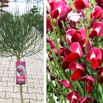 ČILIMNÍK ´WINDLESHAM RUBY´ kmínek 60cm kont. 5L