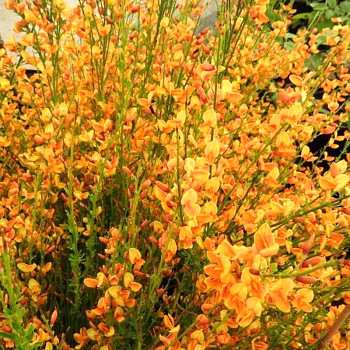 ČILIMNÍK ´APRICOT GEM´ kont. 2L