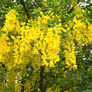 ŠTĚDŘENEC ODVISLÝ kont. 2L